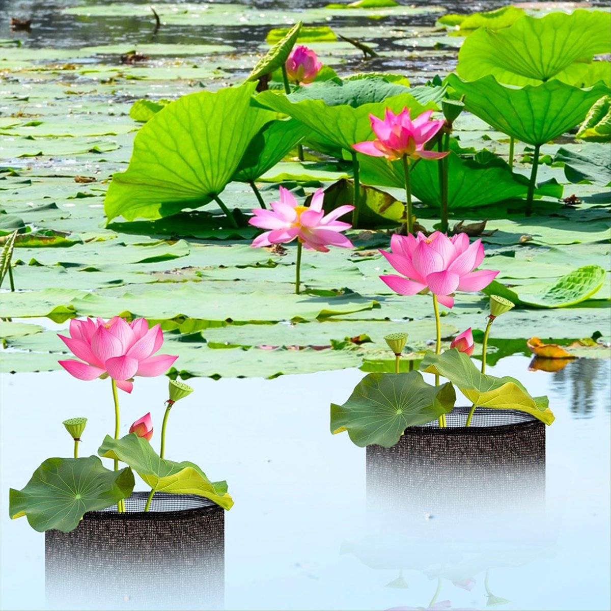 BHBL 4 Pcs X Aquatic Planting  - đánh giá và giá Gardening Hand Tools B&Q